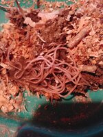 20190409_064547.jpg
