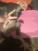 B32C9733-43D7-4B38-A01F-691979D54DA1.jpeg