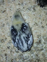 chick1.jpg