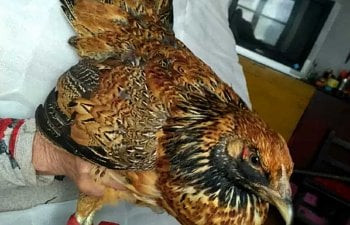 Chicken x Pheasant hybrids may well be more than just for taxidermy!