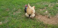 Chicken pic 3.jpg