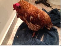Rosie.JPG