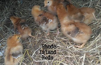 Rhode Island Red ....jpg