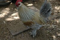DSC_0016.JPG