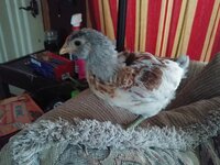 20190415_173832_HDR.jpg