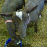 a goat.jpg