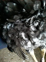 Chicken butts.jpg
