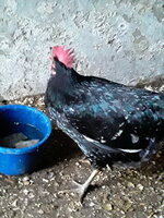 Blacky today42.jpg