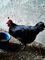 Blacky today0.jpg