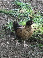 little brown hen1.jpg
