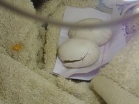 egg crack small April 17 2019.jpg