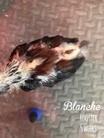 2747B102-8AF9-41B2-8073-C0B16D9D2277.jpeg