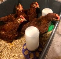 roosters.jpg