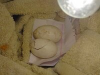 egg crack small April 17 2019 2.jpg
