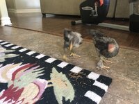 935234F0-D70A-4A87-B74A-7385FA00E8D7.jpeg