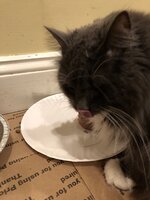 122DDA66-052F-4694-8959-49F1C1E0D60D.jpeg