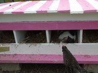 Wiggles in nest box, April 18th 2019.jpg