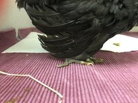03490624-6594-4530-8864-6080A69E672A.jpeg