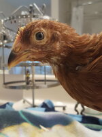 chik 2a.jpg