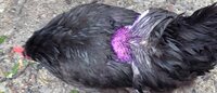 back feathers missing black girl.jpg