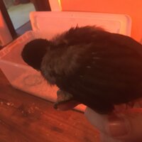 IMG_1377.jpg