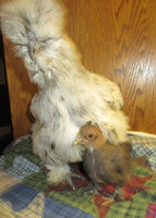mama and chick.jpg