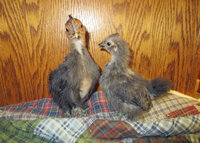 silkie chicks.jpg
