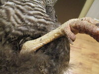 charlottes broken leg 002.JPG