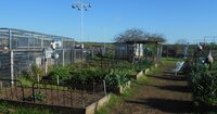 garden and chicks Easter 2019 006.JPG