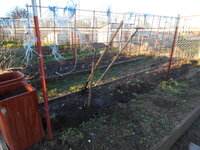 garden and chicks Easter 2019 024.JPG