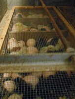 garden and chicks Easter 2019 025.JPG