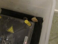 Quail hatched 1.jpg