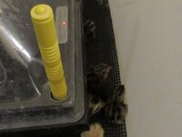 Quail hatched 2.jpg