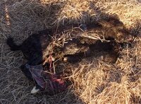 sunny's calf 4-19-2019 001.JPG