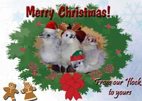 christmas chicks.jpg