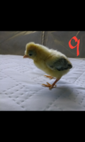 Capture+_2019-04-20-08-47-01.png