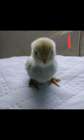 Capture+_2019-04-20-08-43-45.png