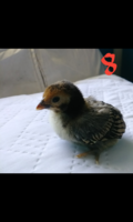 Capture+_2019-04-20-08-46-34.png