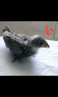 Capture+_2019-04-20-08-46-02.png