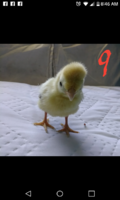 Capture+_2019-04-20-08-46-53.png