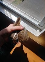chicken4.jpg