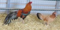 Cubalya cockerel and hen2.JPG