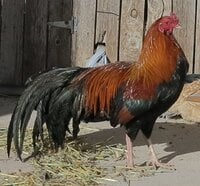 krinkle tail2.JPG