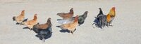 chicken banner.JPG