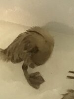 C24AD339-0E40-46EA-B0EF-B80DF8E3A502.jpeg