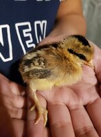 chick16.jpg