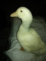 Ducky 4-19-19.jpg