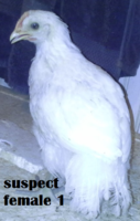 suspect female.png