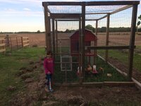 chickens3.jpg