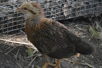 heavily featherd chick 3 weeks old.jpg